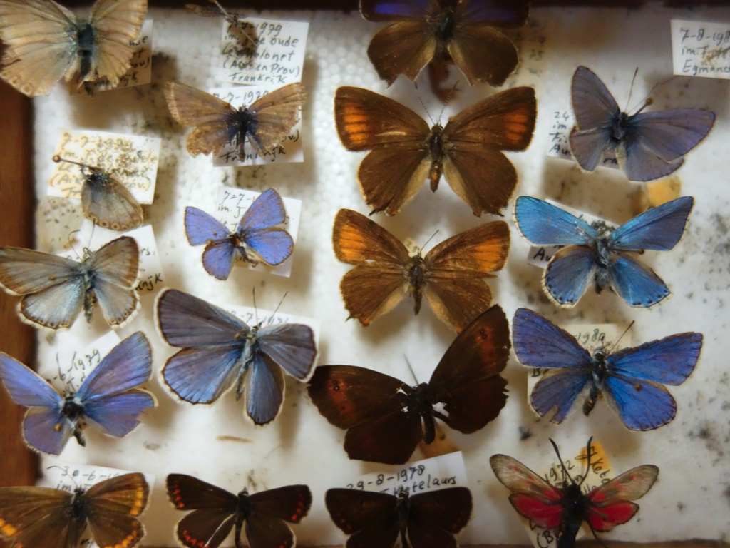 vlinderverzameling Frans